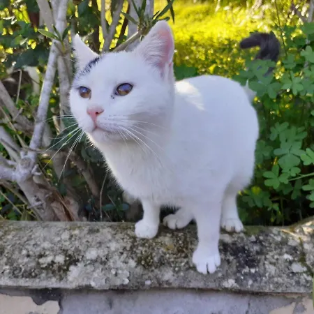 아파트 Ginestre38